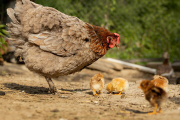 Closeup of a mother chicken with its baby chicks on the farm. Hen with baby chickens