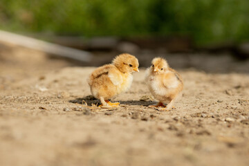 portrait of Easter little fluffy chickens walking in the yard on the farm yard on a Sunny spring day