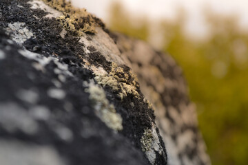 Fototapeta na wymiar lichen on stone