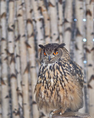 Owls in Zoo Gerolstein