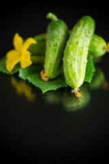 fresh natural green cucumbers on a black