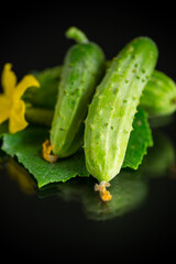 fresh natural green cucumbers on a black
