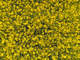 blooming yellow rapeseed field