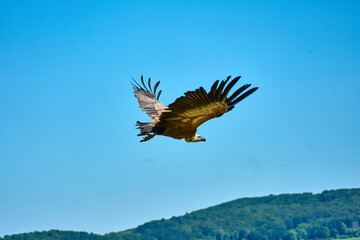 Wild vultures in Gerolstein Zoo