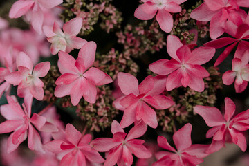 Pink flowers gardening fun background 