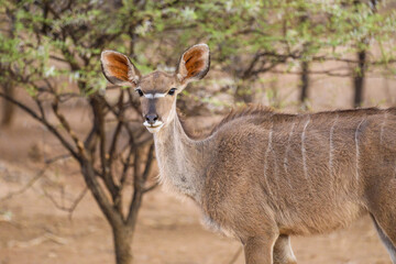 Naklejka na ściany i meble Lone female kudu standing among the trees in Etosha National Park