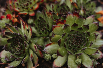Close up of green succulents 