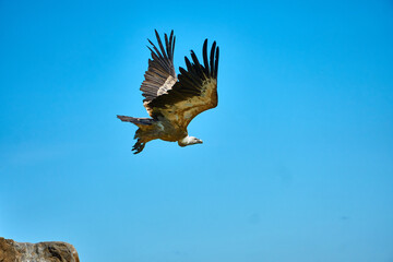Wild vultures in Gerolstein Zoo