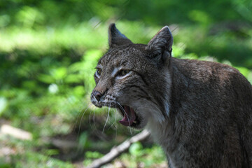 Bobcat in the wilderness of Germany