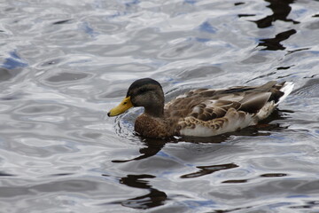 duck on the water