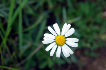 Single beautiful wild daisy flower with white petals on the feald top view close up