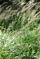 Forest wild flowers in summer