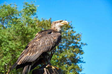 Bald eagle in Gerolstein Zoo