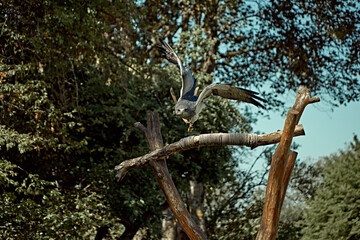 Bald eagle in Gerolstein Zoo