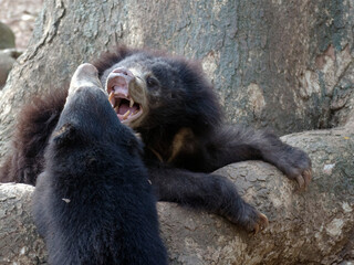 Two Asian Black Bear fighting at a safari 