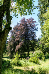 a wonderful park with big trees