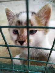 close up of a cat