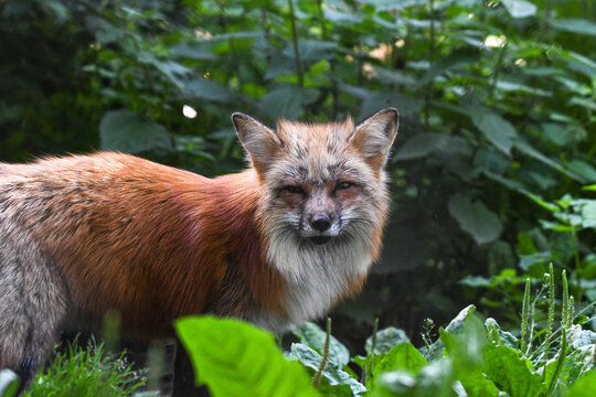 Rot Fuchs in deutschen Wäldern und Gärten