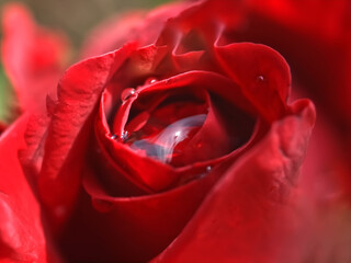 In love with red roses