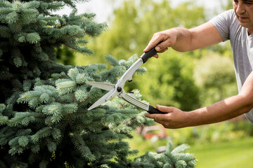 Professional gardener pruning a tree with garden scissors