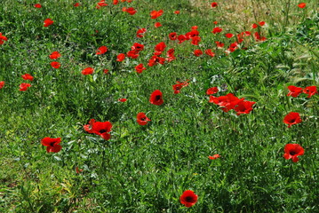 field of red poppies in the field