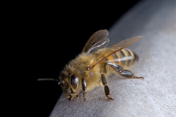 2 - Resting Honeybee closer in
