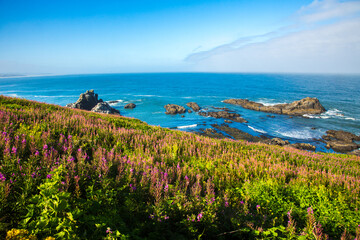 Fields of fireweed are blooming on Yaquina Head, just north of Newport, Oregon.
