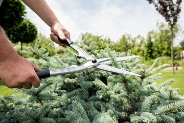 Professional gardener pruning a tree with garden scissors