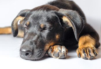 Mongrel puppy sleeps on a white background close-up
