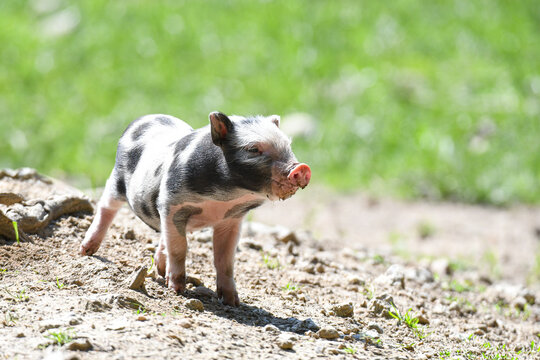 H&auml;ngebauchschwein, jung, Baby, das sich sauwohl f&uuml;hlt und das Leben geniesst, da freilaufend, kein Stall