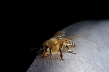 1 - Resting Honeybee