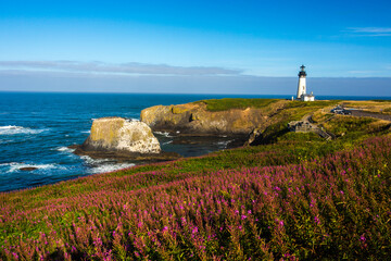 Fototapeta na wymiar Fields of fireweed are blooming on the approach to the Yaquina Head lighthouse, just north of Newport, Oregon.