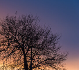 Tree silhouette and its branches at sunrise
