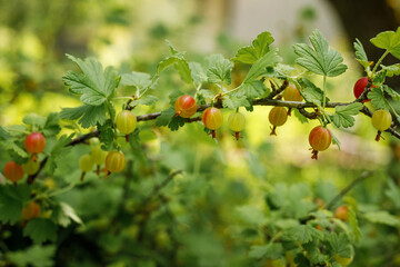 Fresh Green Gooseberries. Growing Organic Berries Closeup On A Branch Of Gooseberry Bush. Ripe Gooseberry In The Fruit Garden