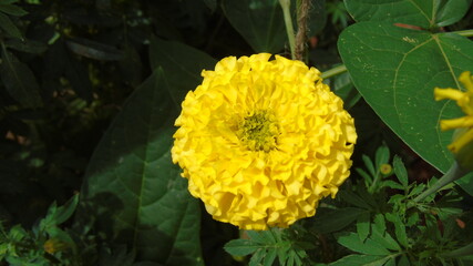 yellow flowers in the garden