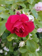 Beautiful flowers in the garden