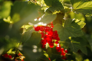 Branch of red currant berries on a bush. Vitamins of the summer