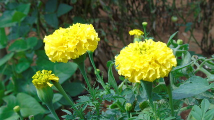 yellow flowers in the garden