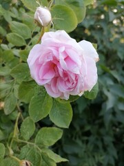 Beautiful flowers in the garden