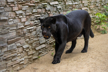  Black Panther at the Zoo