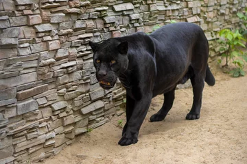 Foto op Plexiglas  Black Panther at the Zoo © Kseniya