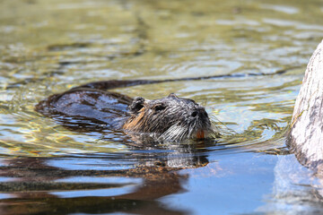 Nutria erwachsen und als Jungtier mit roten Zähnen und isch putzen