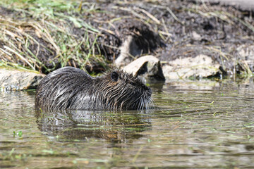 Nutria erwachsen und als Jungtier mit roten Zähnen und isch putzen