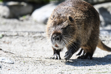 Nutria erwachsen und als Jungtier mit roten Zähnen und isch putzen