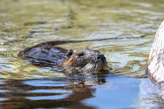 Nutria erwachsen und als Jungtier mit roten Z&auml;hnen und isch putzen