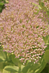 beautiful sedum flowers (sedum spectabile)