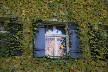 Fototapeta na wymiar House facade overgrown with wild plants as an architectural design for old buildings