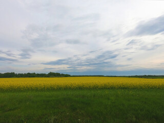 field with yellow flowers, evening time