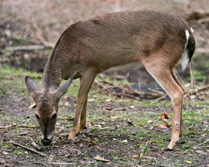 Deer animal stock photo. Deer White-tailed dear close-up profile view foraging in the field with foliage background displaying head, ears, eye, mouth, nose, brown fur in its habitat and environment.
