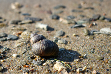 Brown shell on the sand in the foreground, small pebbles, close-up river snail. Marine background for presentations, ecology, fishing, countryside, outdoor recreation. Picture for the puzzle.